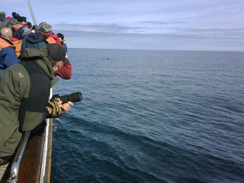 Escursione in barca a caccia di balene a Húsavík