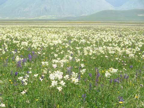 Castelluccio di Norcia.jpg