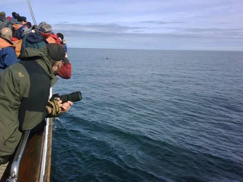 Escursione in barca a caccia di balene a Hsavk